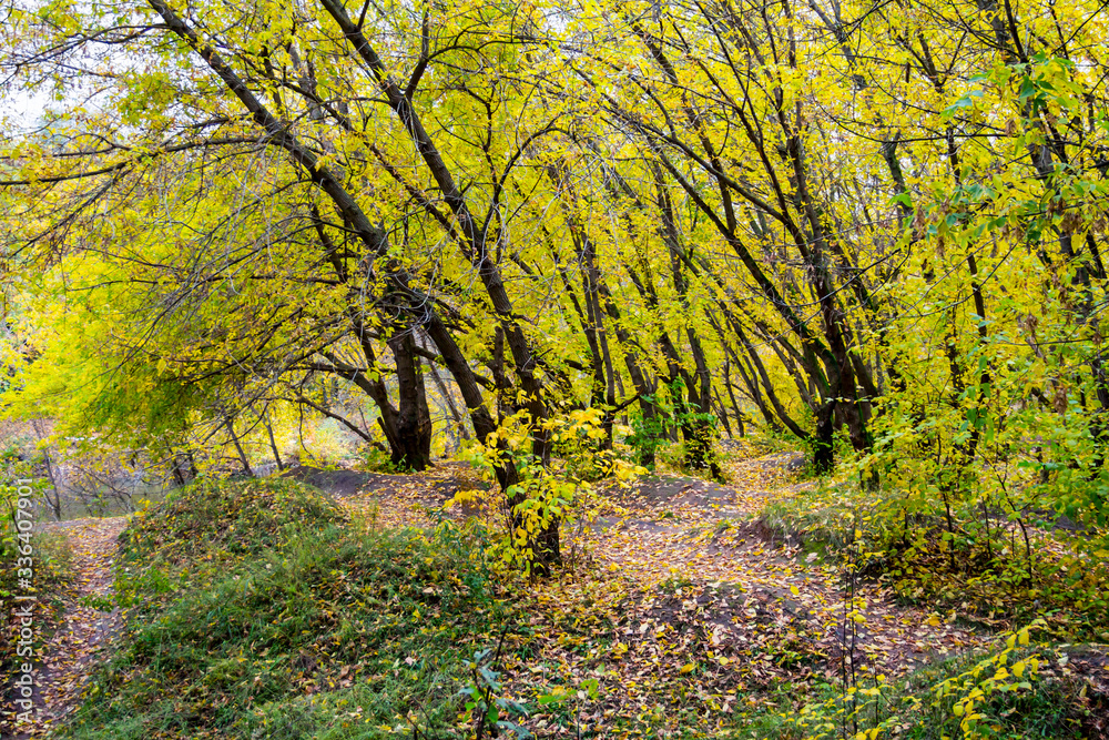 Obraz premium Beautiful autumn deciduous forest. The natural landscape