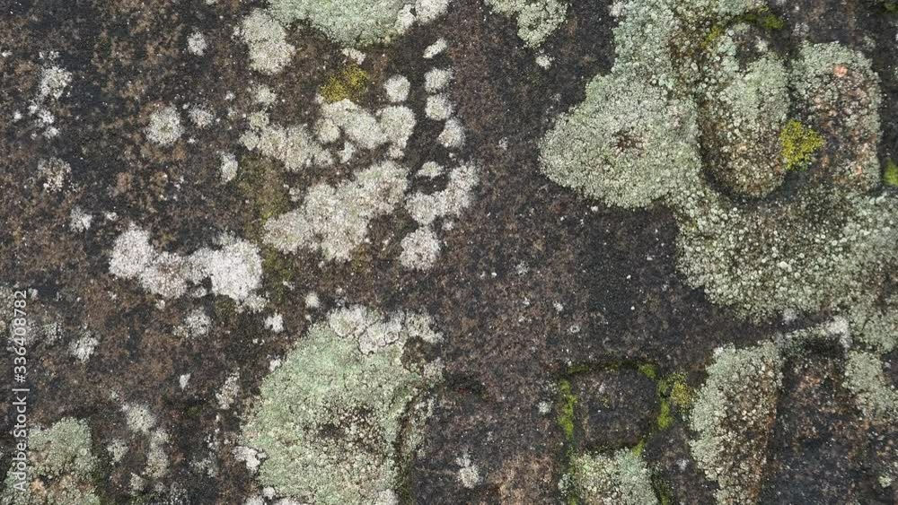 Background abstract lichen on grave stone UK 4K Background abstract lichen on grave stone UK 4K