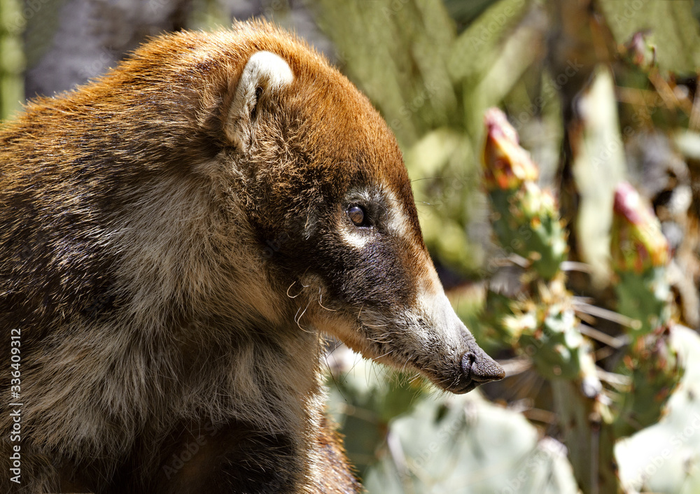 Coatimundi Portrait taken in Arizona Coatimundi Portrait taken in Arizona