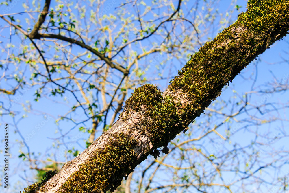 Fototapeta premium tree trunk covered with green moss against a blue sky