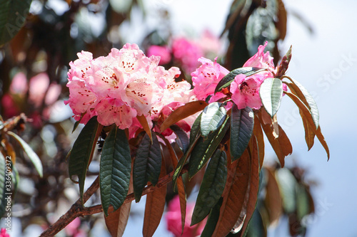 Close up view of Rhododendron (Rhododendron protistum) flowers blooming in Himalayan mountains in Nepal during trekking on Everest base camp trek. Beauty in nature theme. photo