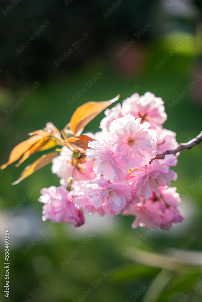 Cherry blossom in full bloom, sakura. Flowers detail Cherry blossom in full bloom, sakura. Flowers detail
