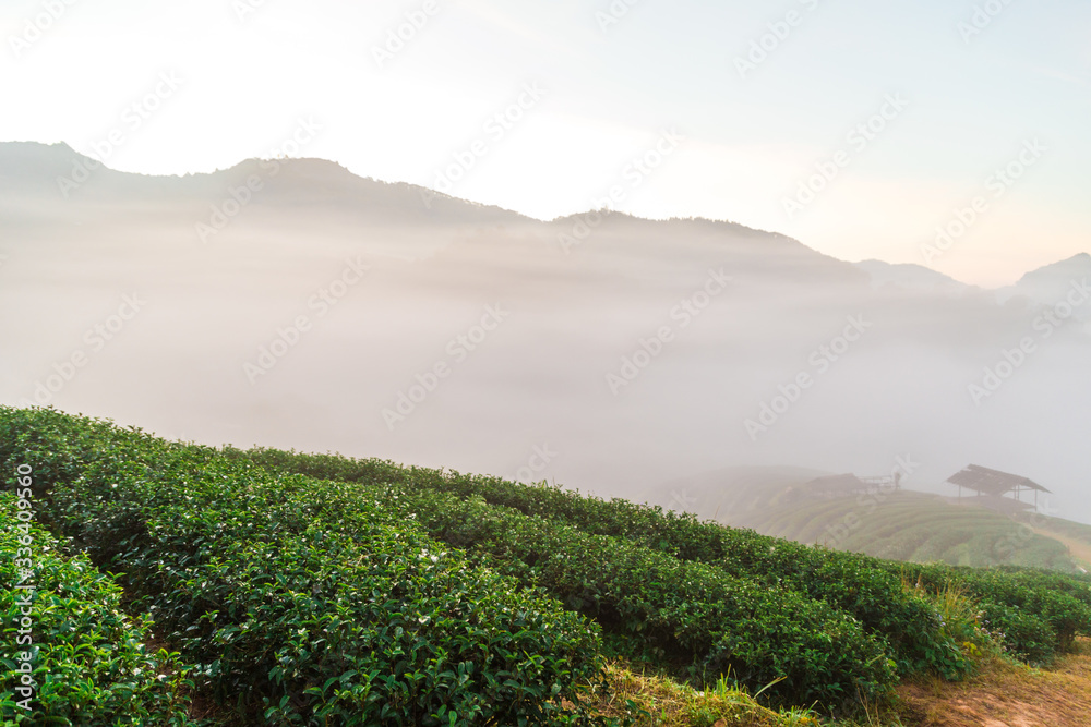 Mountain sunrise on tea plantation field with misty fog