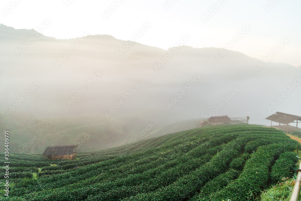 Mountain sunrise on tea plantation field with misty fog