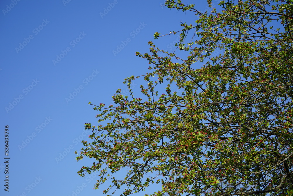 Apfelbaum mit roten Knospen, blauer Himmel, freie Fläche Apfelbaum mit roten Knospen, blauer Himmel, freie Fläche