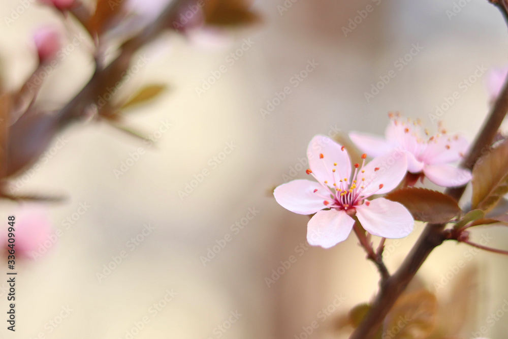 Fototapeta premium Spring cherry blossom flower, spring flowering branch