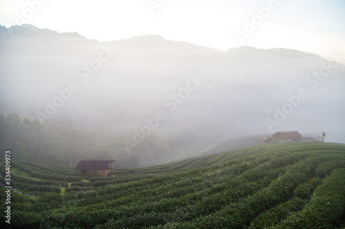 Mountain sunrise on tea plantation field with misty fog