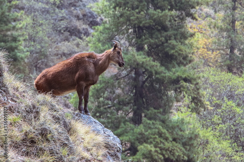 Picture of young Siberian ibex (Capra sibirica sakeen) standing on a mountainside of Himalayas in Sagarmatha national park in Nepal. Siberian ibexes are large and heavily built goats.