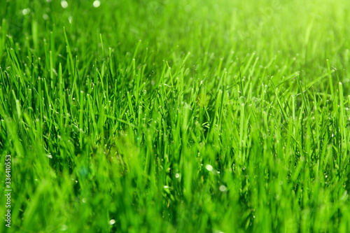 Green grass on the meadowclose up in a sunny spring day.
