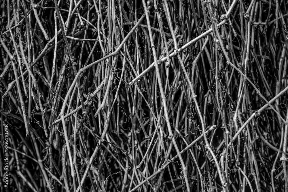 Wild vine texture background. Beautiful black and white texture background. Dark abstract nature background texture of dry tree branches. Close up, low key Wild vine texture background. Beautiful black and white texture background. Dark abstract nature background texture of dry tree branches. Close up, low key