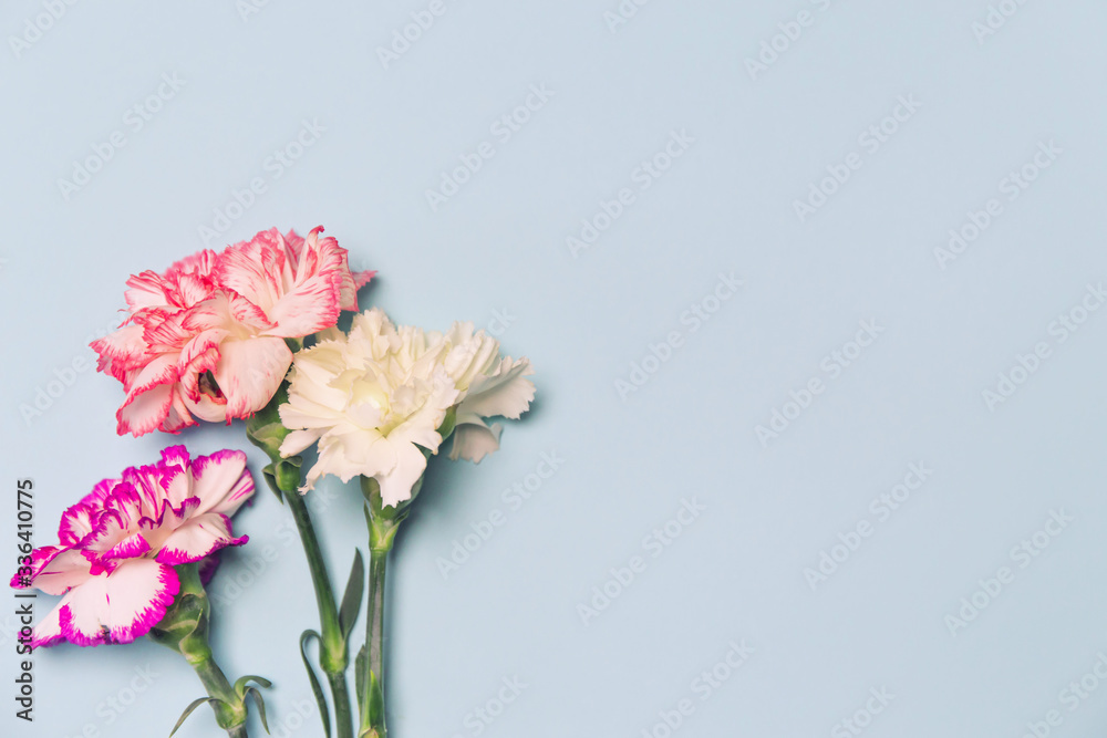 Creative layout made of colorful carnation flowers on pastel background