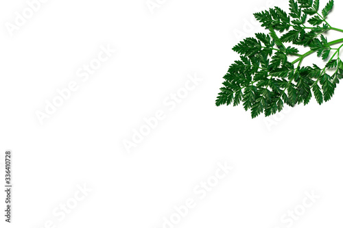 Abstract composition with green leaves on white background.