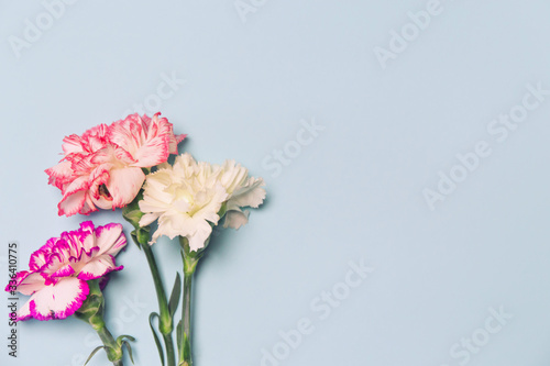 Creative layout made of colorful carnation flowers on pastel background © Androlia