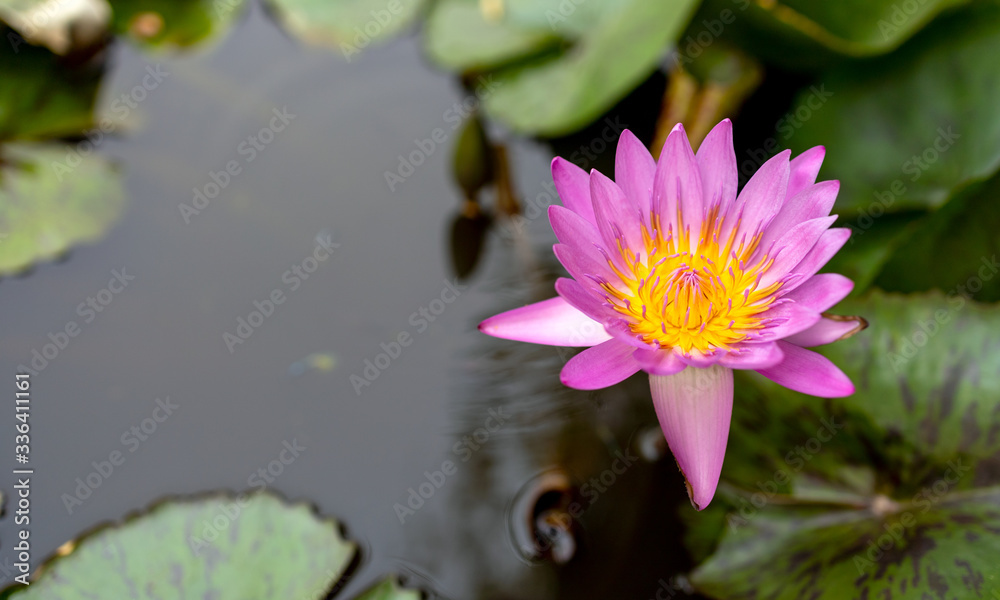 closeup pink lotus flower with soft-focus in the background, over light closeup pink lotus flower with soft-focus in the background, over light