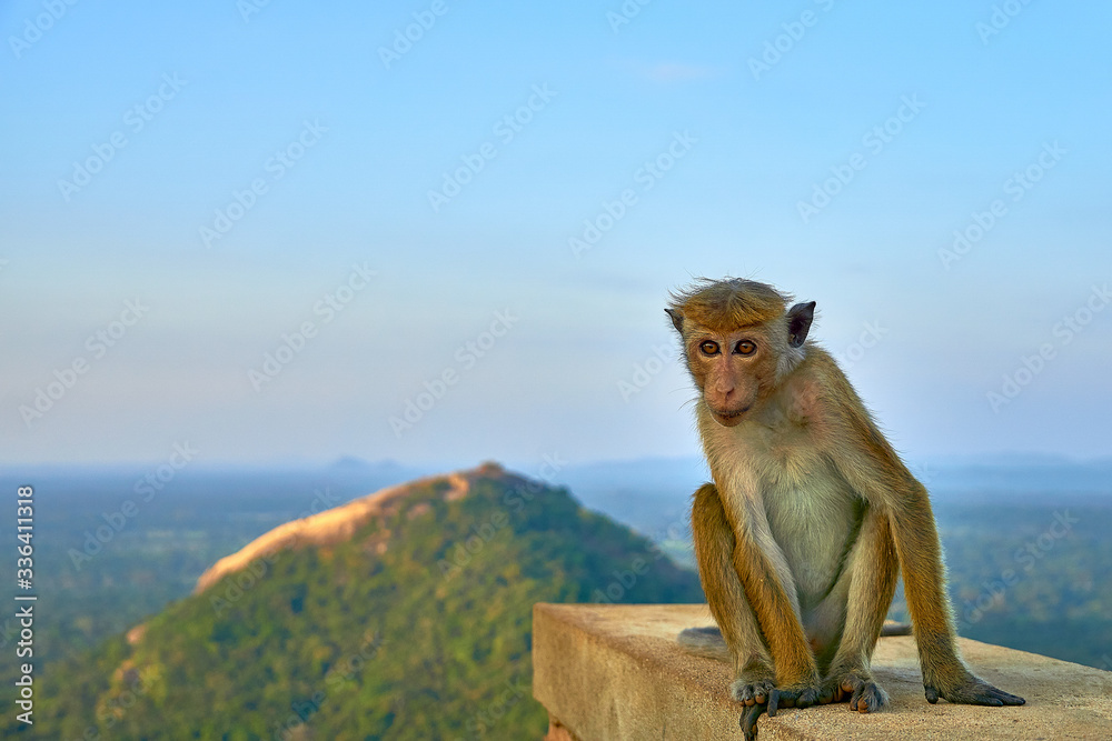 Obraz premium Monkey on Sigiriya Rock with view to Pidurangala Rock