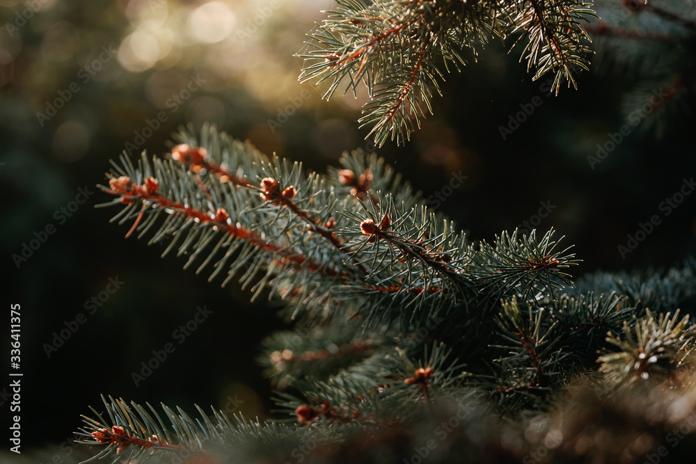 close up of pine needles