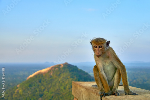 Monkey on Sigiriya Rock with view to Pidurangala Rock
