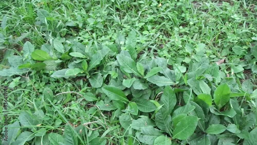 Sonchus Arvensis (Perennial sow, field milk thistle, field sowthistle, perennial sow-thistle, corn sow thistle, dindle, gutweed, swine thistle, tree sow thistle). Beneficial for wounds, cancer, cough. Sonchus Arvensis (Perennial sow, field milk thistle, field sowthistle, perennial sow-thistle, corn sow thistle, dindle, gutweed, swine thistle, tree sow thistle). Beneficial for wounds, cancer, cough.