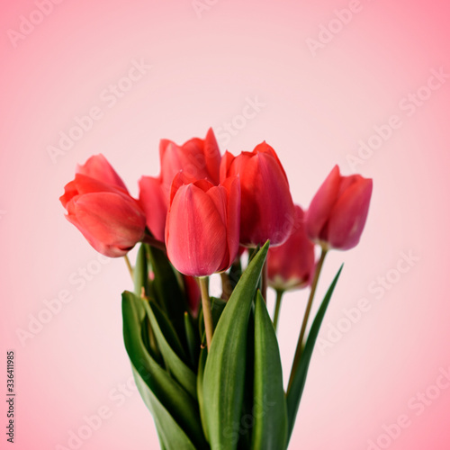 Fototapeta Naklejka Na Ścianę i Meble -  Red tulip bouquet on pastel pink background. Minimal creative flower gift for mothers and valentine day.