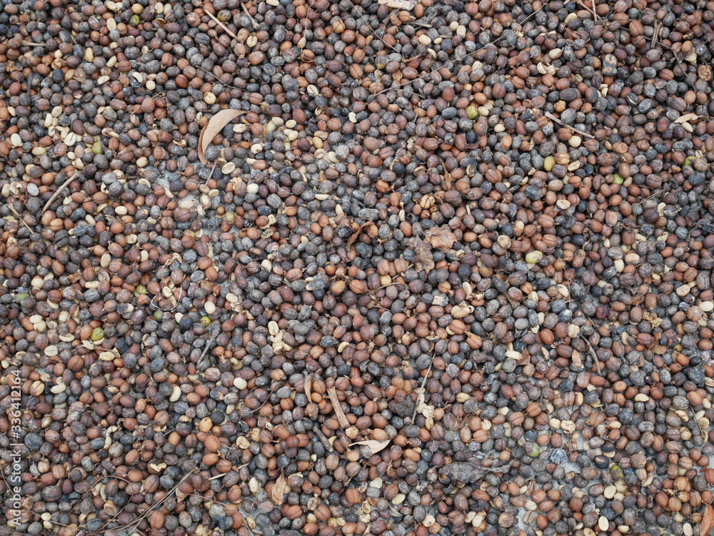 dry coffee seed background. organic coffee beans dry coffee seed background. organic coffee beans