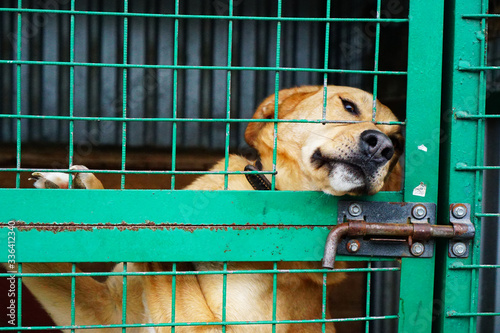 dog behind bars in a shelter for stray dogs