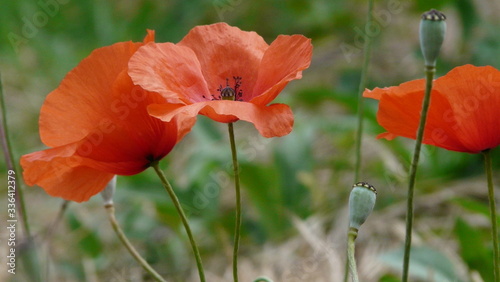 Mohn