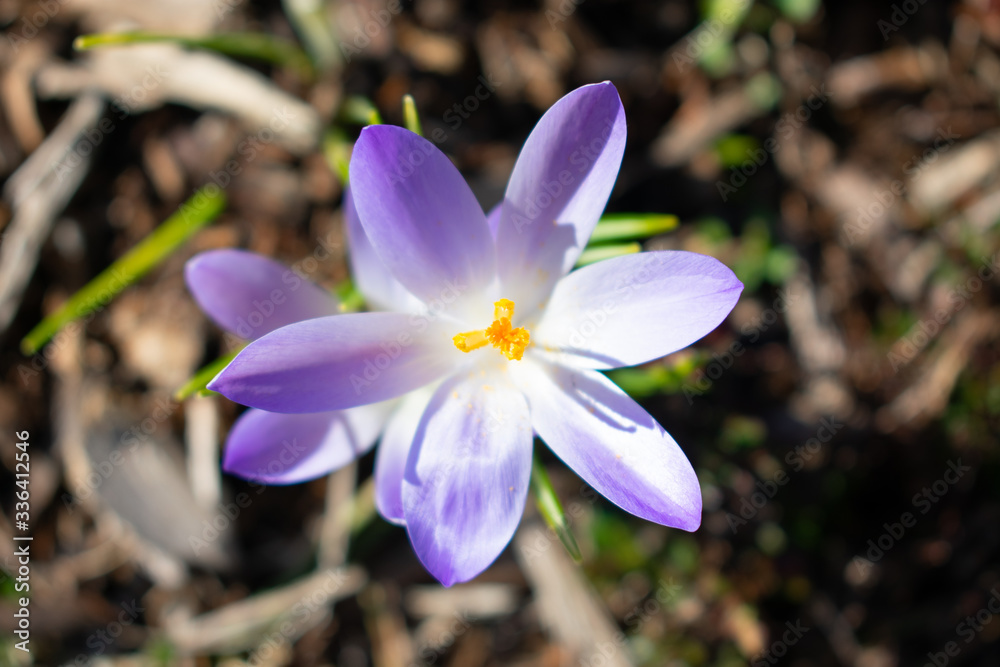 Beautiful Purple Flowers in a Home Garden during Spring Beautiful Purple Flowers in a Home Garden during Spring