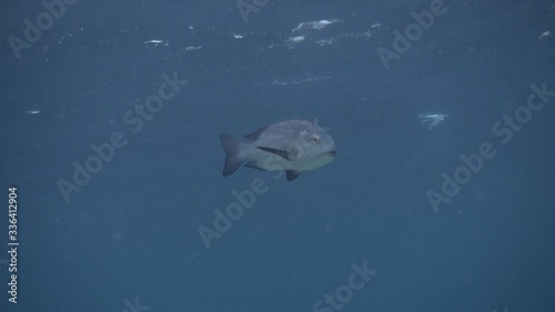 Midnight snapper (Macolor macularis) fish swimming in the blue sea. Indian ocean, Maldives. 4K photo