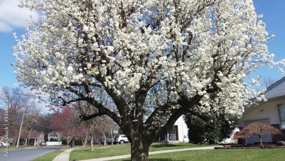 Pan up view of a beautiful tree with white flowers from the ground to a clear blue sky Pan up view of a beautiful tree with white flowers from the ground to a clear blue sky