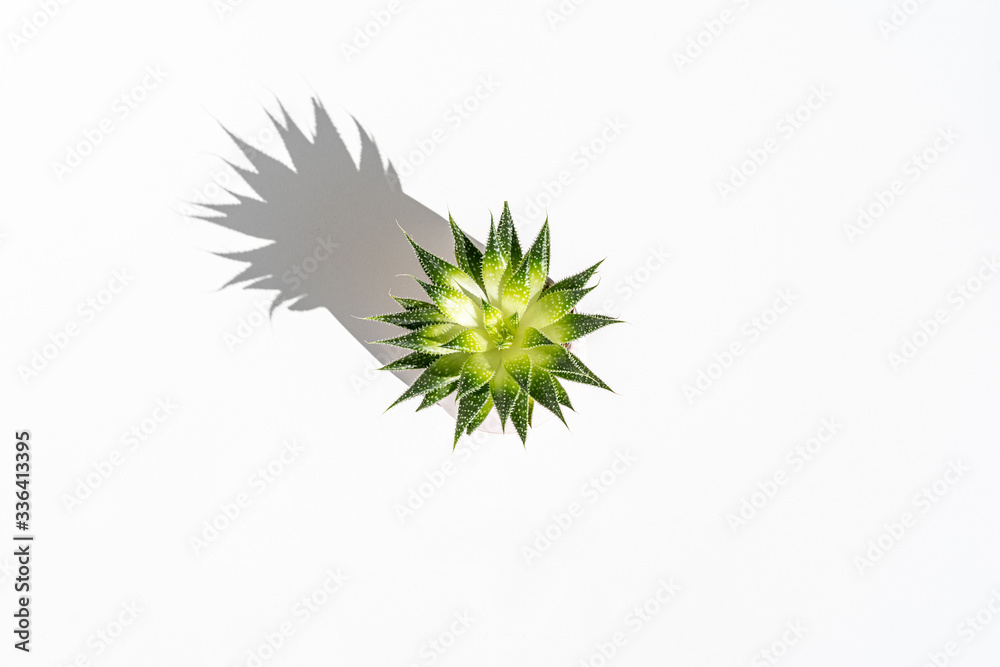 cactus on white background