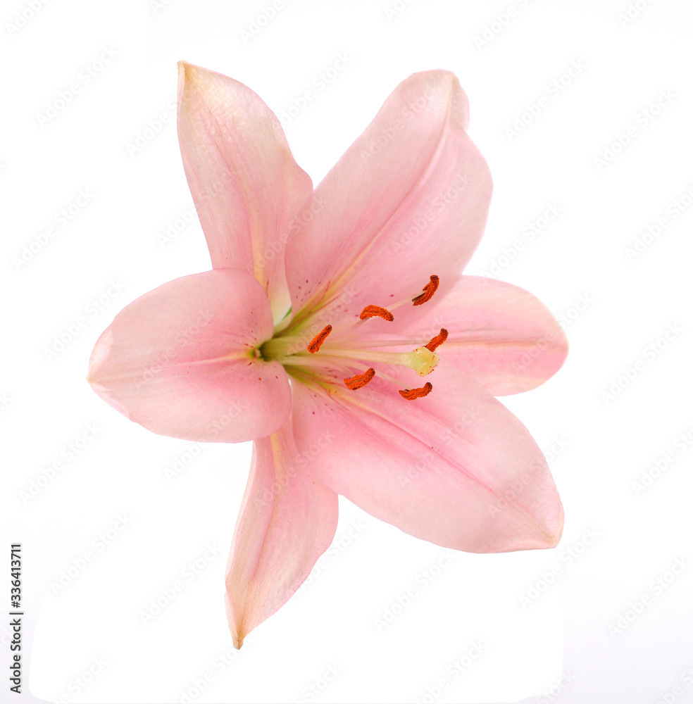 pink lily flower