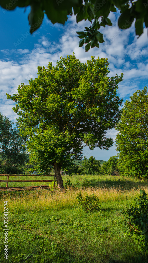 Large trees in a deciduous forest on the background of a meadow in the village.