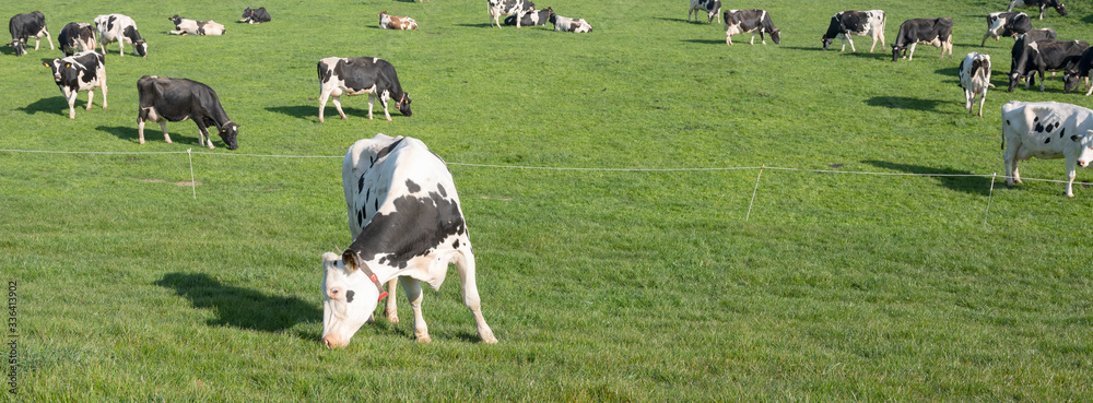 black and white cows under blue sky in dutch green grassy meadow on sunny spring day black and white cows under blue sky in dutch green grassy meadow on sunny spring day