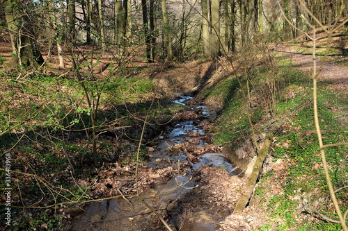 Der Grütebach bei Sonnenschein im Frühling in Oerlinghausen bei Bielefeld am Hermannsweg im Teutoburger Wald in Ostwestfalen-Lippe photo