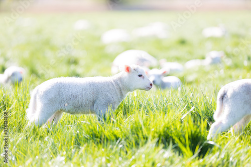 Junges Lamm auf einer frischen Weide