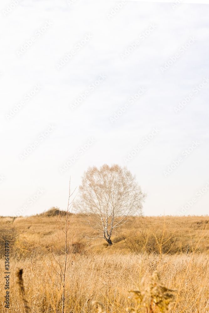 dry grass field and lonely tree against the sky dry grass field and lonely tree against the sky