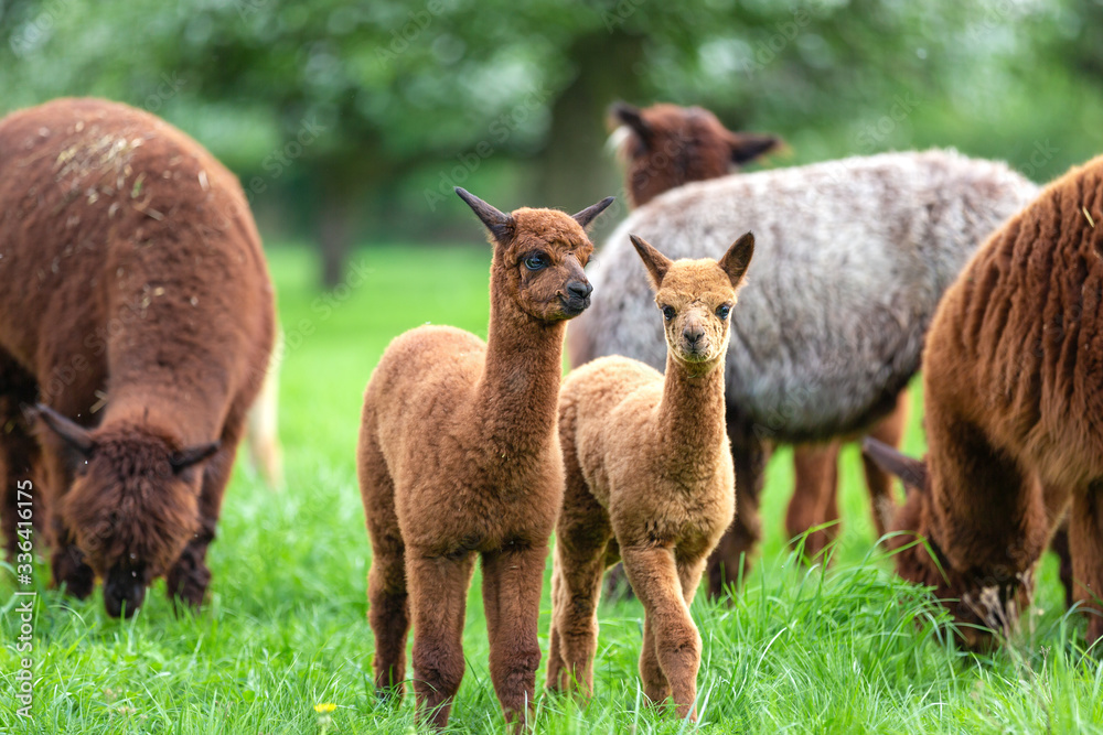 Two young Alpacas in a herd, South American mammal Two young Alpacas in a herd, South American mammal