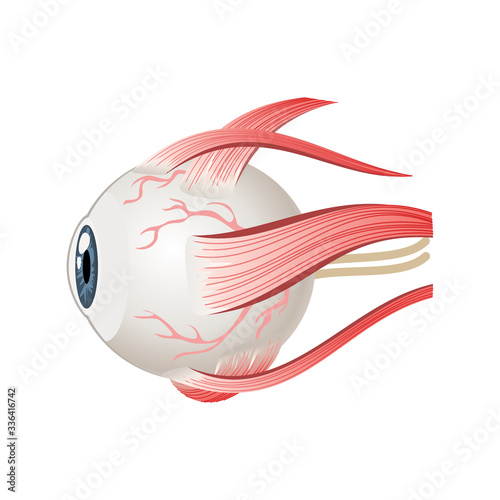 Eyeball muscles symbol. Eye anatomy in side view. Vector illustration in cartoon style isolated on white background