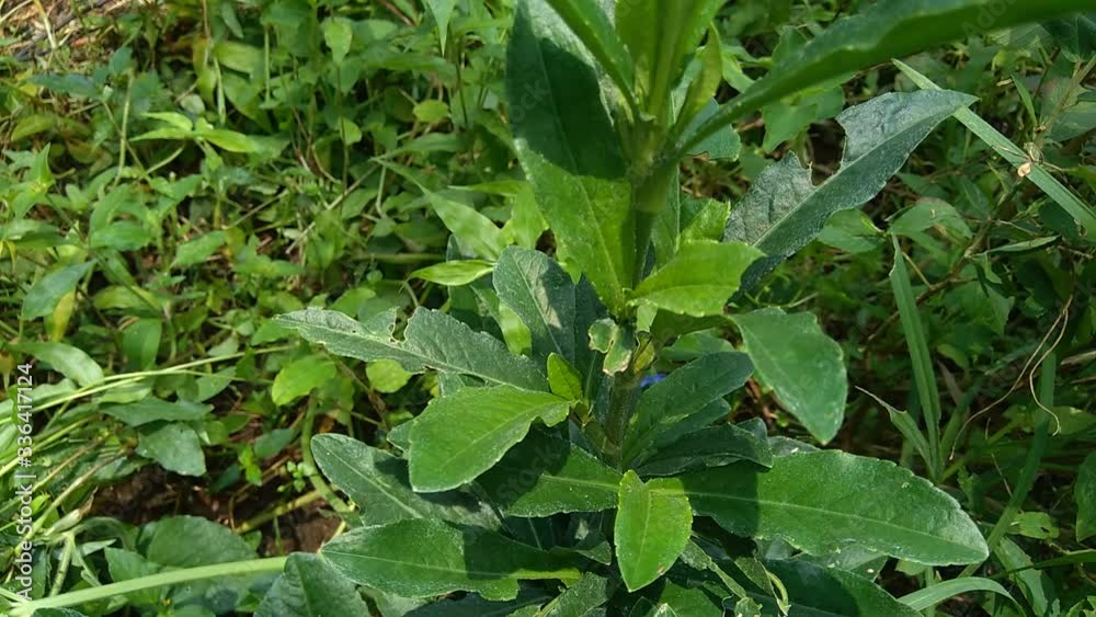 Sonchus Arvensis (Perennial sow, field milk thistle, field sowthistle, perennial sow-thistle, corn sow thistle, dindle, gutweed, swine thistle, tree sow thistle). Beneficial for wounds, cancer, cough. Sonchus Arvensis (Perennial sow, field milk thistle, field sowthistle, perennial sow-thistle, corn sow thistle, dindle, gutweed, swine thistle, tree sow thistle). Beneficial for wounds, cancer, cough.