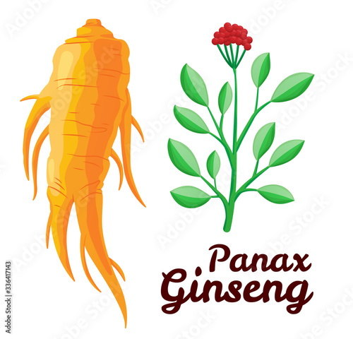 Root and leaves panax ginseng. Healthy lifestyle. For traditional medicine, gardening. Biological additives are. Vector colorful flat illustration of medicinal plants. Isolated on white background