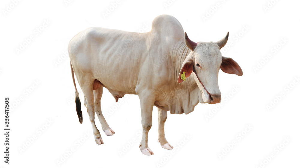 Cows Standing on a white background Embed Clipping Path	
