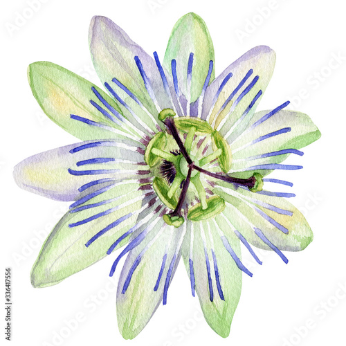 Watercolor tropical passionflower, passiflora on an isolated white background, watercolor illustration, painting jungle.