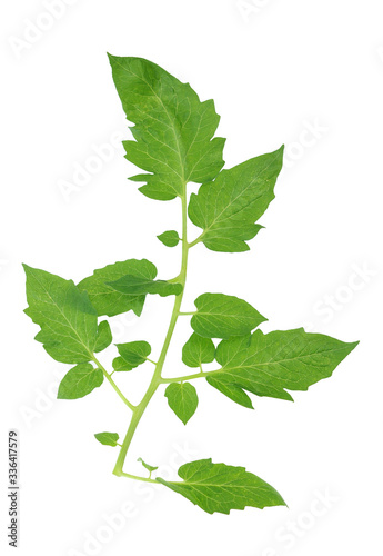 tomato leaf