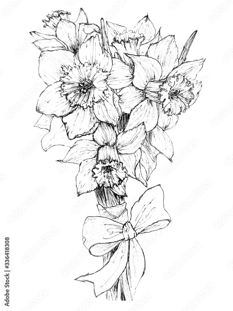 bouquet daffodils beautifully drawing sketch sketch illustration contours black and white lines bouquet daffodils beautifully drawing sketch sketch illustration contours black and white lines