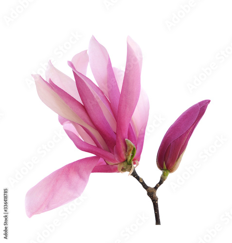 magnolia flower