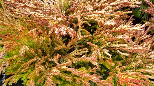 Juniperus horizontalis 'Lime Glow' photo