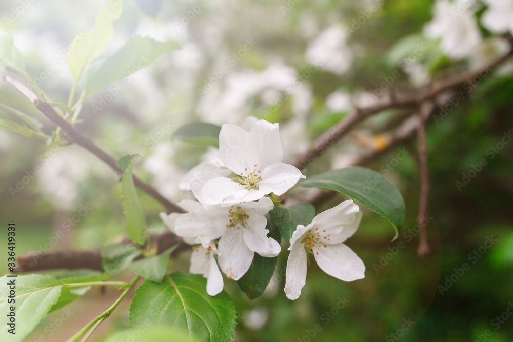 Apple tree blossoms over blurred nature background with sun. Spring blossom concept. Spring Background with bokeh. Summer mood. spring mood . space for text
