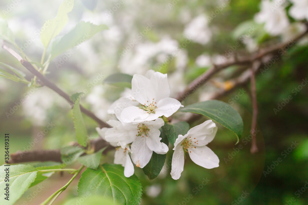 Apple tree blossoms over blurred nature background with sun. Spring blossom concept. Spring Background with bokeh. Summer mood. spring mood . space for text Apple tree blossoms over blurred nature background with sun. Spring blossom concept. Spring Background with bokeh. Summer mood. spring mood . space for text