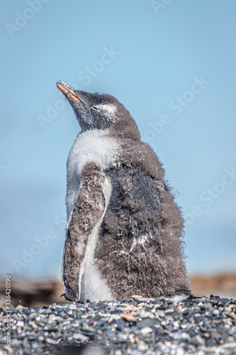 Penguins in Isla Martillo near Ushuaia, in Terra del Fuego