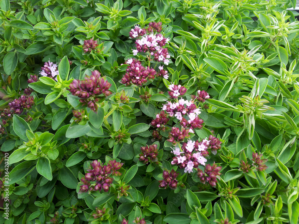 Origanum vulgare 'Compactum'